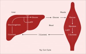 Cori Cycle