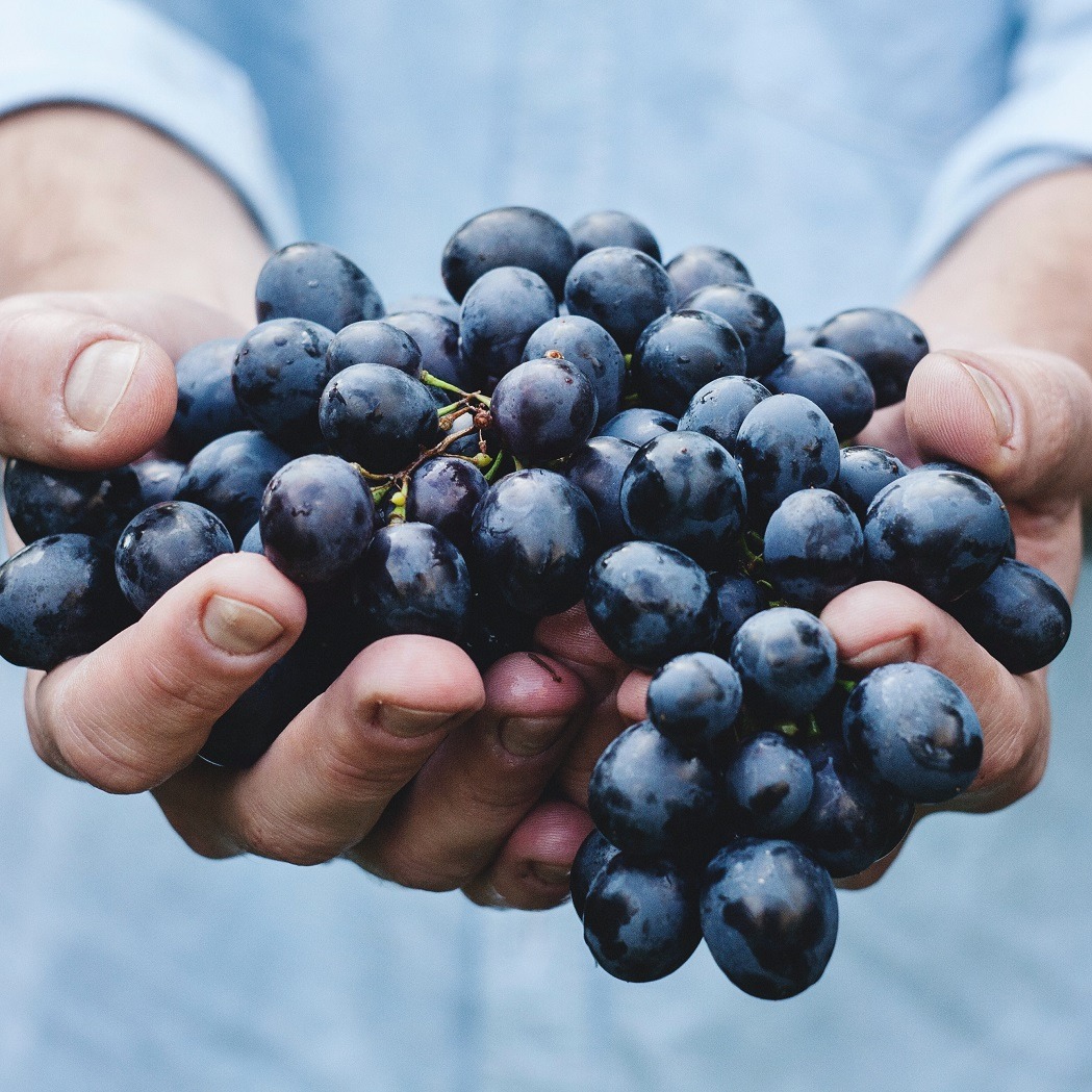 Vineyard harvest preparation