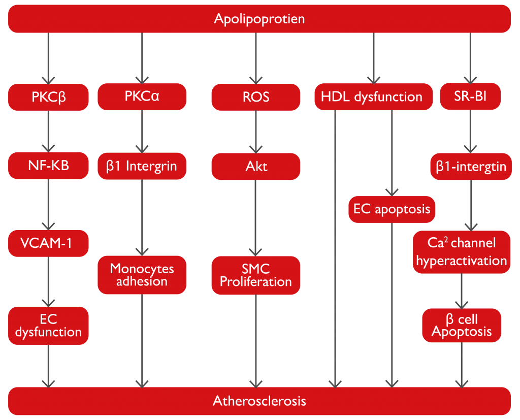 Fig. 1. Pleiotropic effects of apo C-III