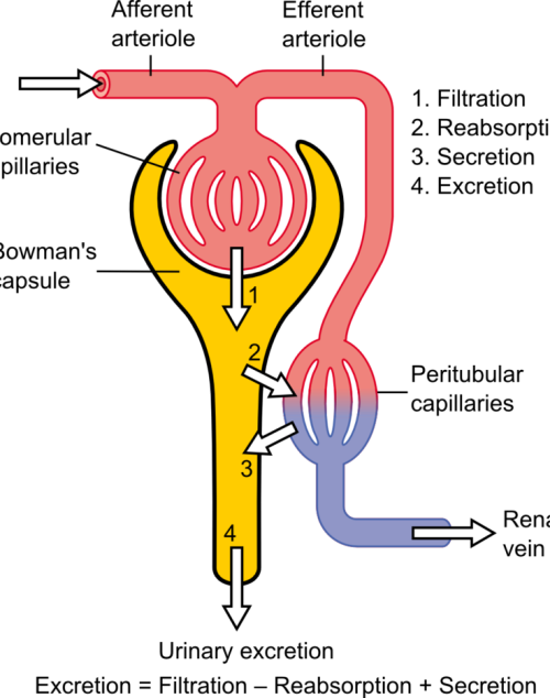 The ultrafiltration process in the kidney. Glomerular Filtration Rate. Acute Kidney Injury.