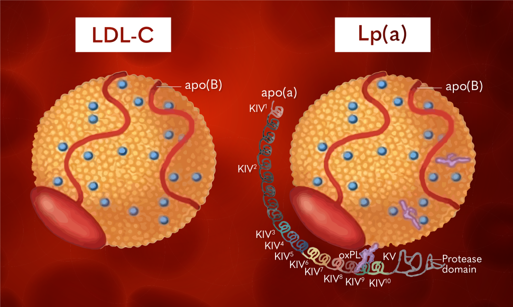 Lp(a) vs LDL-C